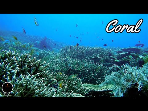 Coral - Luke Bergs & Agus Alvarez