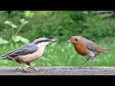 Beautiful Birds Coming and Going in Slow Motion