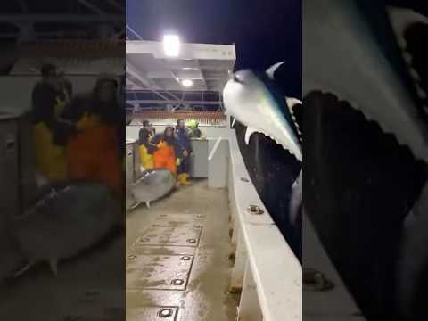 Giant Fish Storm the Deck—Then a Great White Jumps the Rail!