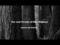 The Lost Forests of New England:  Eastern Old Growth