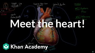 Meet the heart! | Circulatory system physiology | NCLEX-RN | Khan Academy