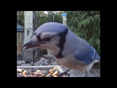 Happy Birthday JOLLY! August 22