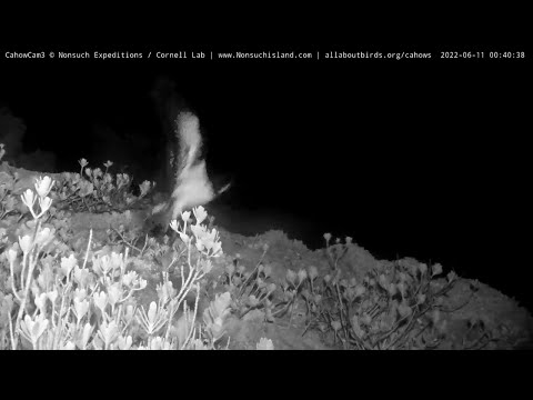 Bermuda Petrel Chick "Totoro" Fledges From Nonsuch Island – June 11, 2022