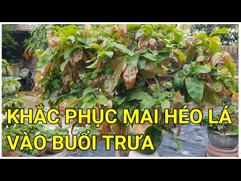 🔴 QBS22217 - NGUYÊN NHÂN CÂY MAI HÉO LÁ KHI GẶP NẮNG ĐT 0942456100 | KHẮC PHỤC MAI HÉO LÁ VÀO TRƯA