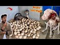 Snake Ny 100 Eggs De Deay Unbelievable Ll Gabbar Badmash