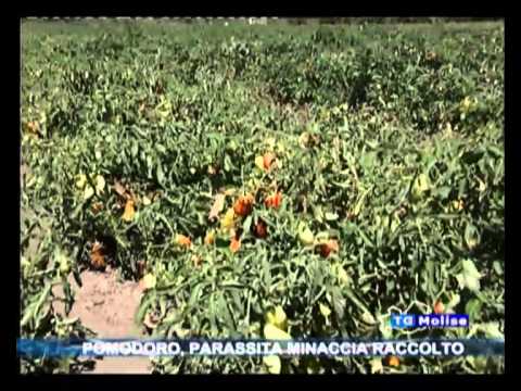 I lyambliya provocano lasma Peso perso per mezzo di vermi