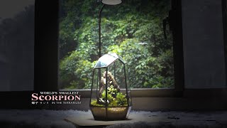 Scorpion As Small As A Fingernail l What Species Can Reproduce Without Males Like Godzilla