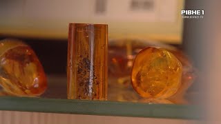 Комаха, якій мільйони років: що знаходять в сонячному камінні на Рівненщині?