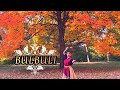 Bulbuli |Coke Studio Bangla| Dance cover 🍁