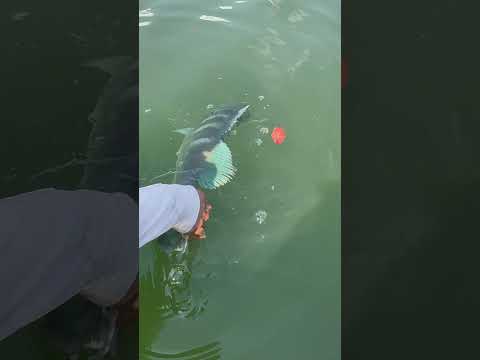 Torneio em Itarumã Goias #fishing #pescaria #tucunare #viral