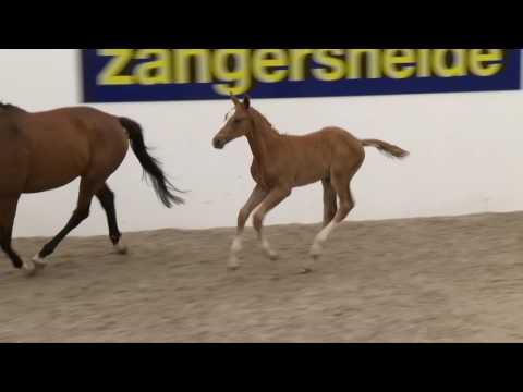 Delano vh Merelsnest Z