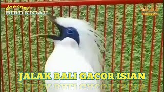 Download lagu Jalak Bali Gacor Isian mp3 Download lagu Jalak Bali Gacor Isian mp3