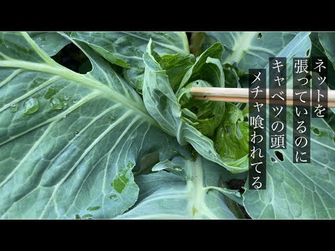 庭用防虫混合物 ニームオイル 天然忌避剤 黒石鹸