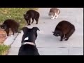 Funny Animal Videos 2023 That Will Definitely Brighten Your Day | Funniest Dogs and Cats Videos