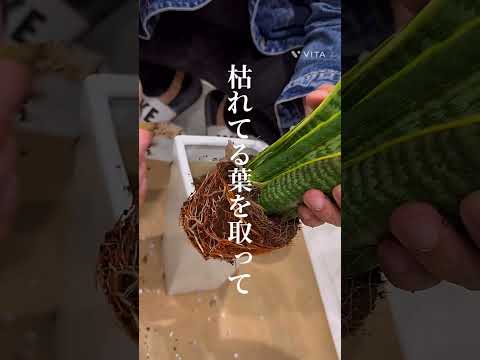 園芸 円筒形の葉を持つサンスベリア