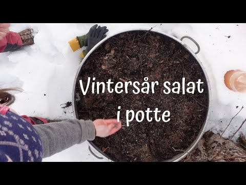 , title : 'Vinterså salat i potte'
