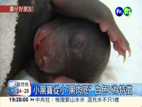 好友"黑白"配 小黑寶.圓仔送作堆