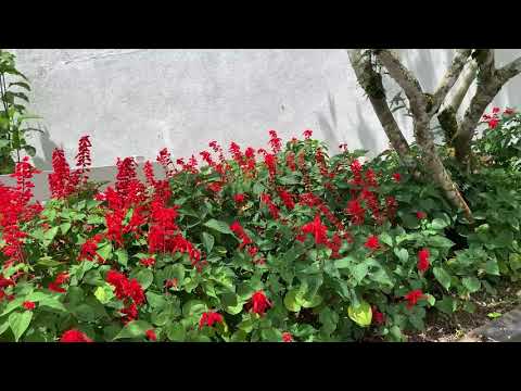 Silverpark Community Drone Views