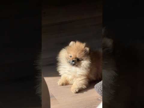 Alles dank der @HanseMerkurGruppe Tierkrankenversicherung 🥹Anzeige| #unfall #hansemerkur |JacobGrey