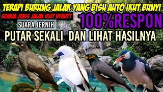 Download lagu Terapi segala jenis jalak auto yang stres dan yang bisu cepet bunyi lagi mp3