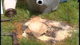 Do you have an old stump in your yard?
