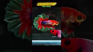 Download lagu Temui 3 Ikan Betta Ekor Bulu yang Menakjubkan! #bettafish #aquarium #fish #shorts mp3