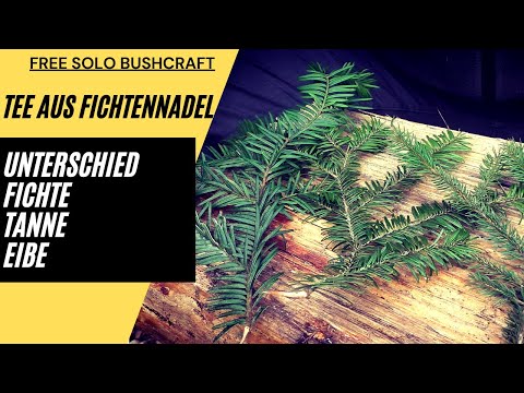 How to distinguish between spruce, fir, and the poisonous yew? | Bushcraft German