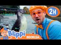 Blippi Belajar Tentang Penguin | Blippi Bahasa Indonesia - Video Anak-Anak | Petualangan Blippi