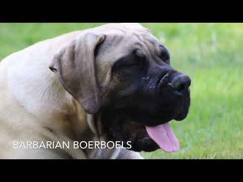 Barbarian Boerboels
