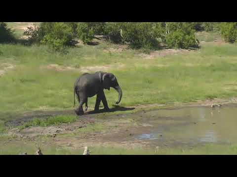 Djuma: Lone Elephant bull runs Warthogs away from dam - 14:50 - 01/22/19