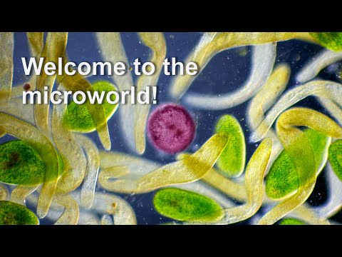 The Incredible Beauty Of The Microworld