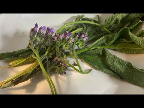 コンフリー、コンフリー 植物