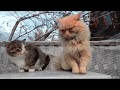 Siberian cats, Pooh and Rych, Lapochka, Solnyshko ...