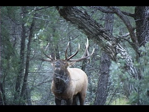 Elk Calling Big Arizona Bulls! Steve Chappell Signature Series Calls