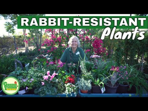 YouTube video about: Will rabbits eat geraniums?