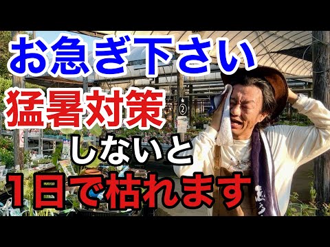 バラの茂み用のエプソムソルトガーデン、自家製天然肥料、2つの成分