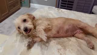 Video preview image #1 Mutt Puppy For Sale in San Bernardino , CA, USA