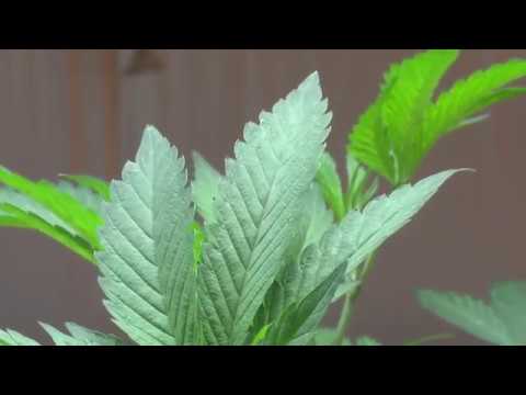 Part 1: Marijuana business owners can't buy a home