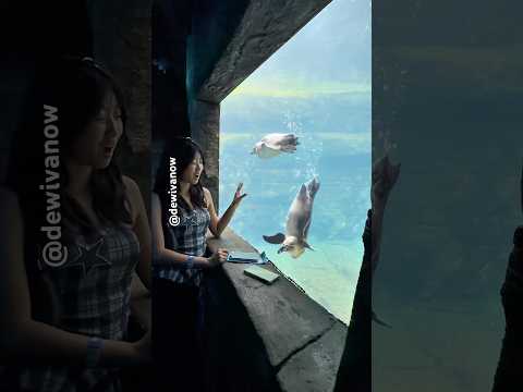 Pinguin mau pinjem HP #dewivanow #pinguin #marinelife