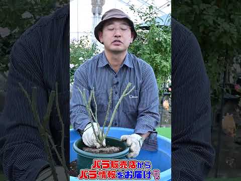 いつバラの茂みを植えるのですか？これを達成するにはどうすればよいでしょうか?裸根の植物はどうすればいいですか？  庭園
