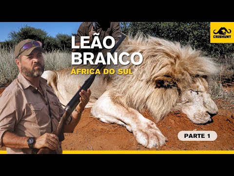 Hunting a white lion in South Africa - part one