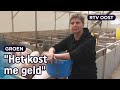 Varkenshouder Annemarie heeft unieke stal | RTV Oost