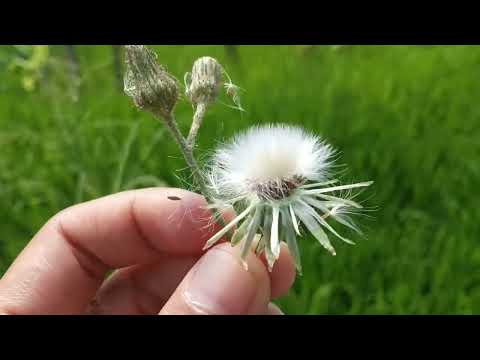 Blowing some Dandelion flowers #amazing