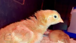 My name's Jeb, and the chickens are restless.
