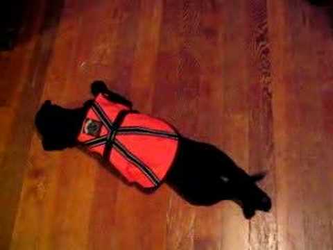 Kalik wearing the Lab coat