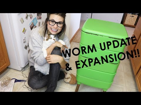 WORM UPDATE & EXPANSION - SOOOO MANY RED WIGGLERS!