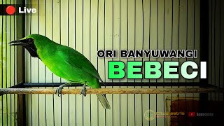 Download lagu BEBECI || CUCAK IJO GACOR ORI ALAS PURWO BANYUWANGI mp3