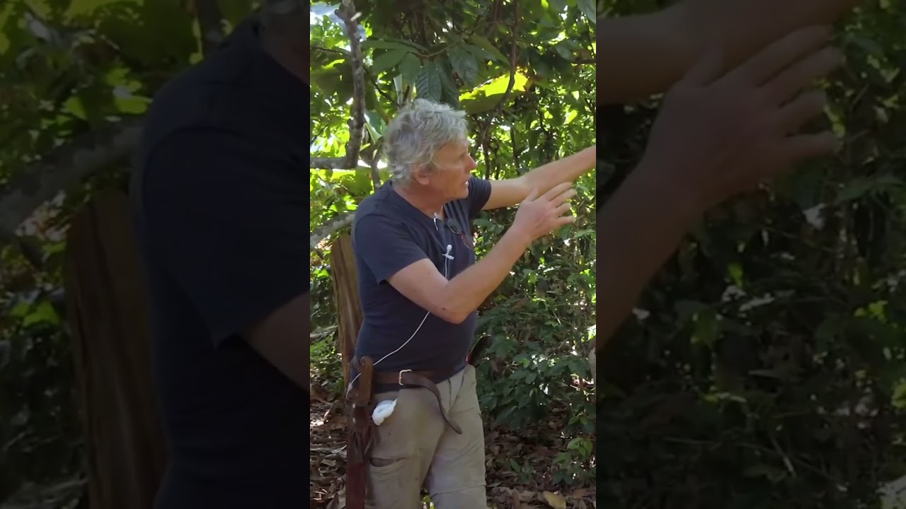 ¿Mal del hacha en tu parcela? El bosque te está hablando…  #ecotop #agriculturaregenerativa