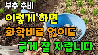 부추 추비웃거름 이렇게 하면 화학비료 없이도 굵게 잘 자랍니다 부추키우기