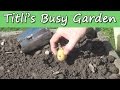 Planting Potatoes - Titli's Busy Garden 2015 ...